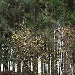샬레 D'orti *